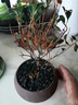 开时果 小叶赤楠盆景摆件 办公室桌面绿植花卉好养盆栽植物源头直发包邮 【热销款】舍得紫砂盆+黑石+底座 实拍图