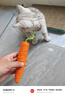 欢宠网猫玩具猫咪磨牙棒逗猫棒猫薄荷自嗨解闷耐咬神器猫猫小猫幼猫宠物 实拍图