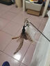 憨憨乐园 猫玩具猫球自嗨3cm弹力幼猫逗猫球毛绒球互动玩耍耐咬猫抓球玩具 实拍图