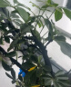 史丹利硫酸亚铁花肥料花用养花颗粒通用茉莉杜鹃栀子花专用肥铁肥 晒单实拍图
