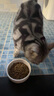 玫斯猫粮（metz）幼猫/成猫猫粮猫全猫粮增肥奶糕英短美短全价美毛 升级款成猫（1.5KG） 实拍图