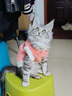 智宙猫咪衣服保暖秋冬季布偶猫背心绒衣宠物小型犬狗狗小猫幼猫防掉毛 高品质兔毛绒-桔色 S(3-4斤内) 实拍图