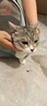 启萌先生猫包外出大号宠物包太空舱猫咪背包便携包猫狗双肩包书包航空箱 米灰【meow双肩包】（8斤内） 已商品后面斤数为准 实拍图