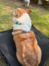 拉夫威尔ruffwear嗨轻狗狗胸背带狗背带中小型犬雪纳瑞背带式狗狗牵引绳 鼠尾草绿/雾森绿 S 实拍图