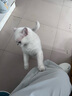 网易严选 宠爱相伴全价猫粮 居家宠物主粮幼猫成猫全价粮猫咪食品 1.8kg 实拍图