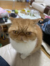 普安特宠物猫咪耳螨狗狗猫咪洗耳液马拉色菌复方制霉菌素膏欣尔宁尔加分 实拍图