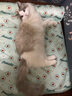 优基成猫猫粮益生菌全价猫主粮英短美短营养UG 成猫粮10kg 实拍图