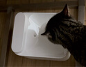 米家无线智能宠物饮水机2 小米猫咪饮水机喂水器自动循环 猫咪喂水机 实拍图