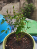 姬月季日本姬乙女姬超微蔷微迷你盆景庭院室内阳台面盆栽花卉 5-8cm小苗1盆【带花苞】 带盆栽好 实拍图