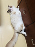 皇家幼猫猫粮 幼猫奶糕 K36 通用粮 4-12月 4.5KG 实拍图
