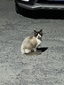 凯锐思天然猫粮成猫粮鱼肉蓝猫全价猫粮 【鲜肉双拼】升级2%冻干-12斤 实拍图
