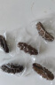 久年大连即食海参1斤8-12只 固形物超80% 冷冻辽刺参 生鲜海鲜盒装 实拍图