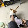 益和（MATCHWELL）狗零食磨牙棒缠鸡牛肉干洁齿宠物中大犬金毛边牧 鸡肉一米棒315g 实拍图