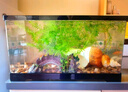Barbarous Growth鱼缸小型免换水家用缸客厅水族箱金鱼缸制氧过滤生态桌面塑料透明 特大号【豪华套餐】 黑色 实拍图