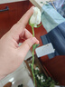 玫瑰10枝装云南鲜花直发家用520母亲节鲜花礼物 白玫瑰10枝 实拍图