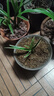 劉閣蘭花兰花苗世界上超香四季兰帝王妃 金边矮种夏带浓香花苞花卉盆栽 2大壮苗+1包土 实拍图