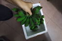 广西小米蕉小香蕉自然熟迷你香蕉苹果蕉小芭蕉新鲜水果特产鸡蕉 小米蕉 5斤 泡沫箱打包 实拍图