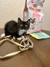 皇家宠物猫粮 幼猫猫粮K36-适用于12月龄50g*3 实拍图