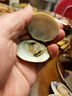鲜活蛤蜊海捕无沙新鲜花甲贝类生鲜花蛤超大美贝蚬子海鲜水产顺丰 鲜活共5斤（3斤送2斤） 实拍图
