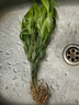 驱蚊竹柏水培植物大棵室内水养绿植花卉盆栽办公室桌面驱蚊草好养 精选竹柏10棵+透明钻石瓶+肥+石 实拍图