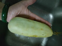 山东头茬酥脆羊角蜜脆瓜甜瓜 单果250g+  京东快递 更快更好 5斤装 实拍图