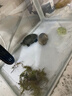 鱼缸水下微景观乌龟 装饰品苔藓夜光造景摆件对对碰玩具 卡通童趣 卡通乌龟系列微景观【1个】 实拍图