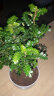 绿植盆栽四季常青胡椒木 卧室 办公室植物 观叶书房办公室 四年苗 不含盆 晒单实拍图