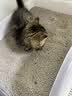 言象猫砂膨润土无尘除臭狗砂多香味快速结团猫沙特价批发宠物猫咪用品 【除臭抑菌秒结团】10kg-升级除臭版 自然原味【专为猫咪健康设计】0添加不含甲醛 实拍图