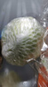 诸氏橙品【有机】绿甘蓝 新鲜蔬菜包菜卷心菜圆白菜 凉拌沙拉食材有机蔬菜 （3份*500g/份）凉拌伴侣 实拍图