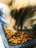 皇家皇家成猫猫粮 肠道舒适 EP42通用粮12月以上2KG 实拍图