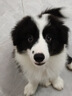 伯纳天纯专供款 中/大型犬全价幼犬宠物主粮羊肉蔓越莓味萨摩耶15kg/30斤 实拍图