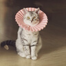 智宙 高档伊丽莎白圈猫咪宠物头套防舔脖圈防咬绝育狗狗软耻辱圈布偶 伊丽莎粉+白圈【小码】3~8斤 实拍图