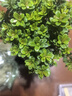 开时果 小叶赤楠盆景摆件 办公室桌面绿植花卉好养盆栽植物源头直发包邮 【热销款】哥窑浸墨盆+苔藓+底座 实拍图