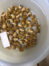 盛怡菲达【顺丰速发】花螺新鲜冷冻东风螺小香螺整箱商用批发海鲜水产 花螺 1000g 实拍图