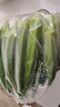 新鲜水果秋葵蔬菜新鲜现摘现发当季蔬菜生鲜凉拌好物减肥瘦身 现摘水果秋葵 2斤 实拍图
