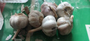 【百万单爆品】紫白皮蒜水果大蒜超市生鲜蔬菜调料即食蒜 大蒜6头 150g 单果3.5-5cm 实拍图