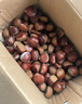 京喜加丹东新鲜板栗糖炒栗子原料糯甜板栗可生吃新鲜蔬菜生鲜 丹东鲜板栗 1斤 实拍图