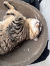 【京东物流】猫抓板磨爪猫窝一体耐磨不掉屑超大号猫玩具猫咪用品 椭圆大号+猫薄荷 实拍图