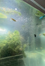 创宁鱼缸渔池循环变频潜水泵 水族箱安静抽水  水陆两用 鱼池假山过滤 升级款【超轻音25W】流量2200-3500L 实拍图