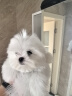 LEGENDSANDY蓝氏狗粮金毛柯基拉布拉多泰迪全犬种成犬幼犬荒野猎兔1.5kg 实拍图