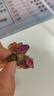 贡苑花草茶叶【绿色食品】玫瑰花茶200g特平阴级大朵胎玫瑰无硫磺 实拍图