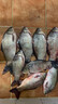宜品达鱼饵海钓饵料血蚕钓鱼海竿鲫鱼鲶鱼专用路滑饵料血蚕专钓翘嘴 【连杆爆护 专攻巨物】买二赠一 实拍图