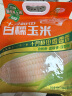 十月稻田 白糯玉米 4.16斤(260g*8根) 东北甜黏玉米棒 早餐苞米 实拍图