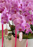 Only you【两小时达】蝴蝶兰带花苞花剑花盆真花兰花盆栽开业乔迁佛堂供花 8株紫色（瓷盆随机） 实拍图