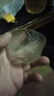 茶壶茶水分离玻璃耐热泡茶壶绿把套装 一壶四杯 绿把一壶四杯 1000ml 实拍图