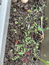 播种心情 家庭种植蔬菜种子孑籽大全四季播种阳台盆栽农家庭院小菜园有机 薄荷种子2包 实拍图