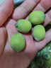 华味仙新鲜湘潭莲蓬 太空水果新鲜当季嫩莲蓬生吃鲜莲子带莲蓬现摘现发 湘潭莲蓬净重3斤(共14-21个） 实拍图