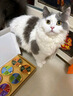 多特思（DOTUS）猫罐头招财金饭碗猫主食罐头奶糕成幼猫全价68g*1罐湿粮餐盒猫饭 实拍图