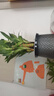 绿有意步步高观音竹富贵荷花竹水养土培盆栽室内桌摆植物吸甲醛水培植物 步步高富贵竹（灰色繁星盆） 含盆 实拍图