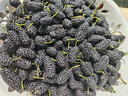 鲜级佳桑葚鲜果 现摘新鲜桑椹无沙免洗四川桑葚果孕妇应季时令水果 酵素 净重6斤顺丰现摘现发 实拍图